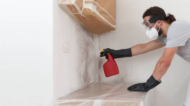 Basement Mold Remediation treatment on basement walls in Luke