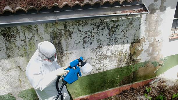 Mold Removal service in Luke
